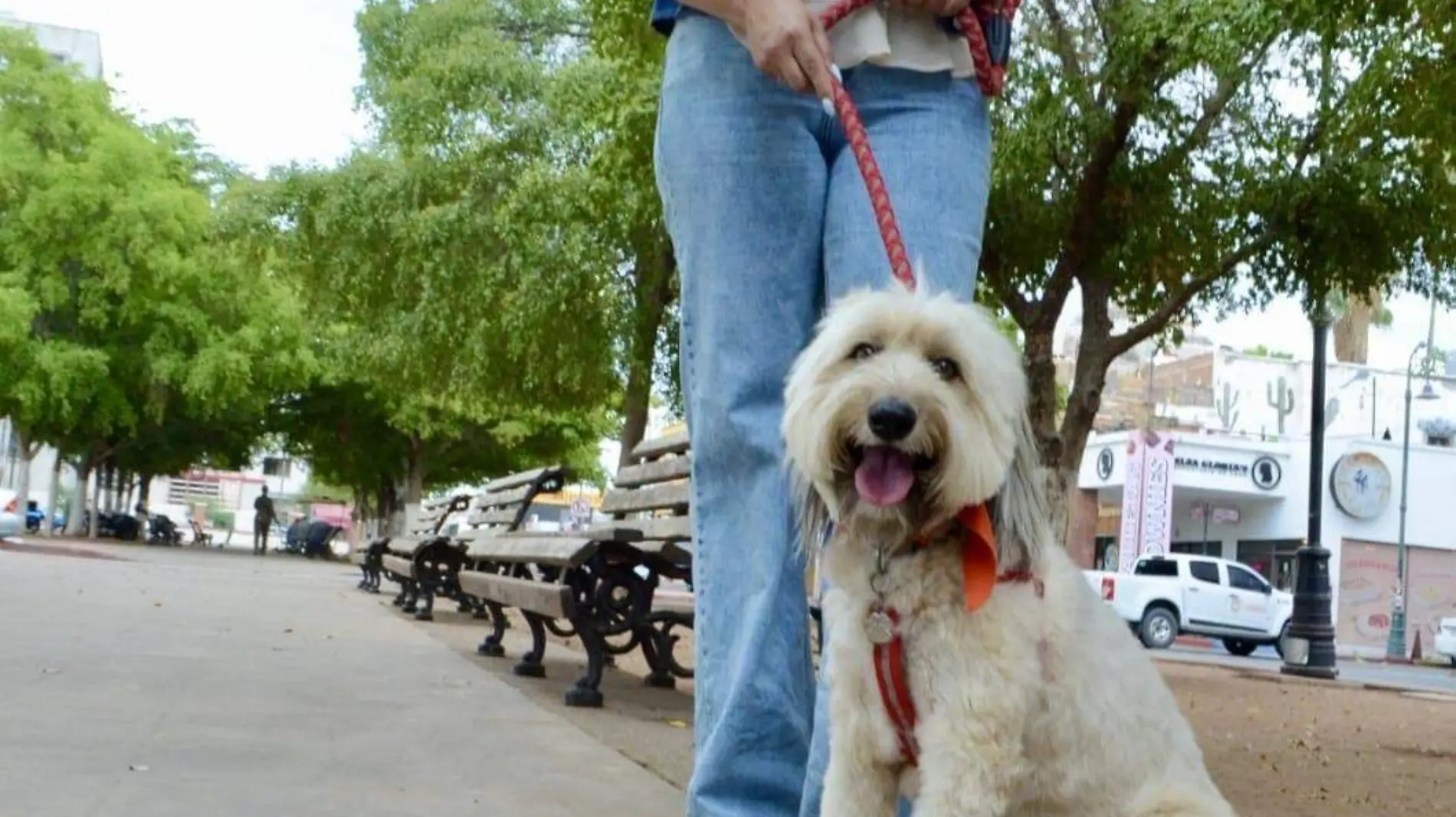 Perritos Ayuntamiento